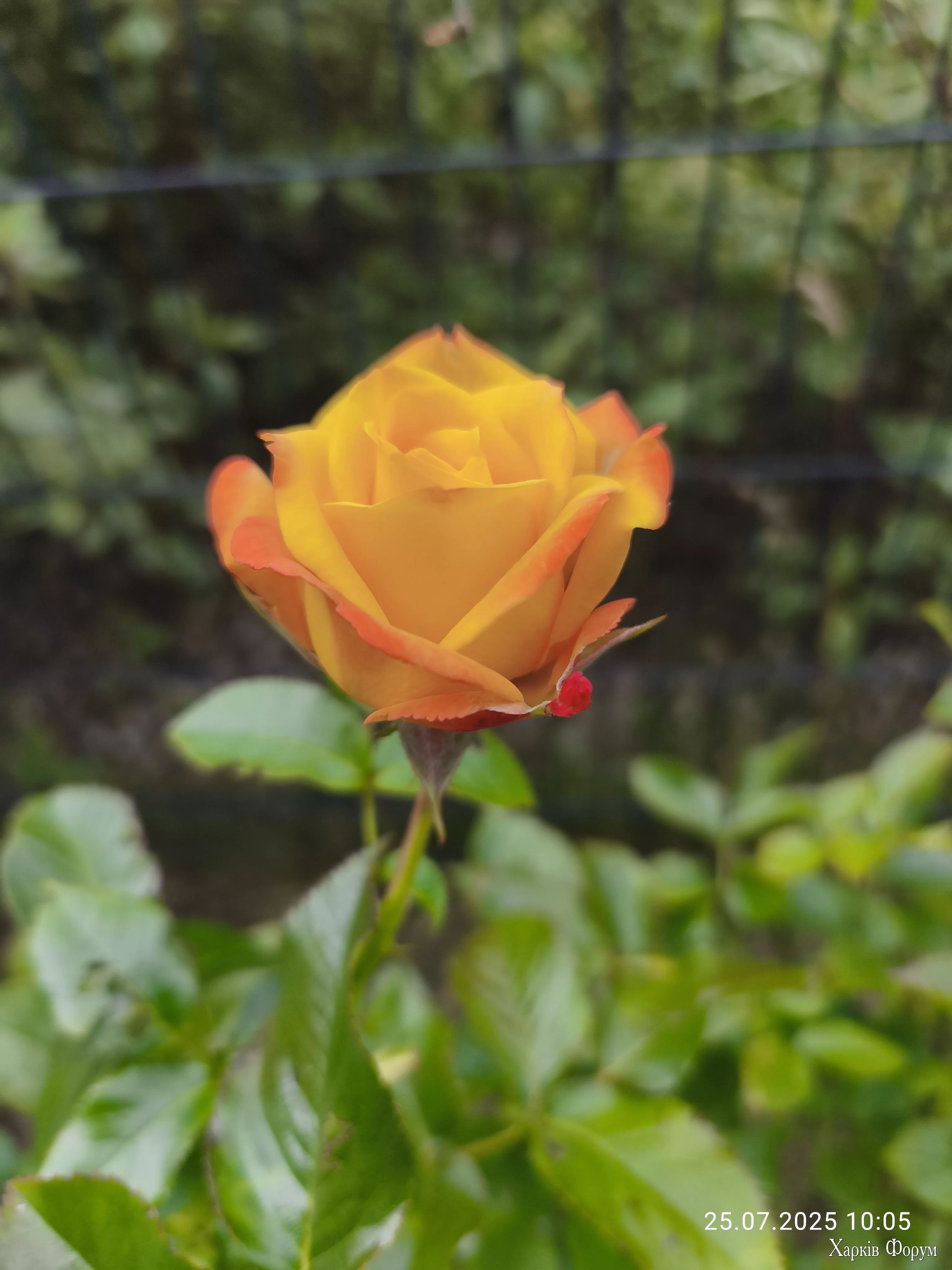 IMG_20250725_100514.webp