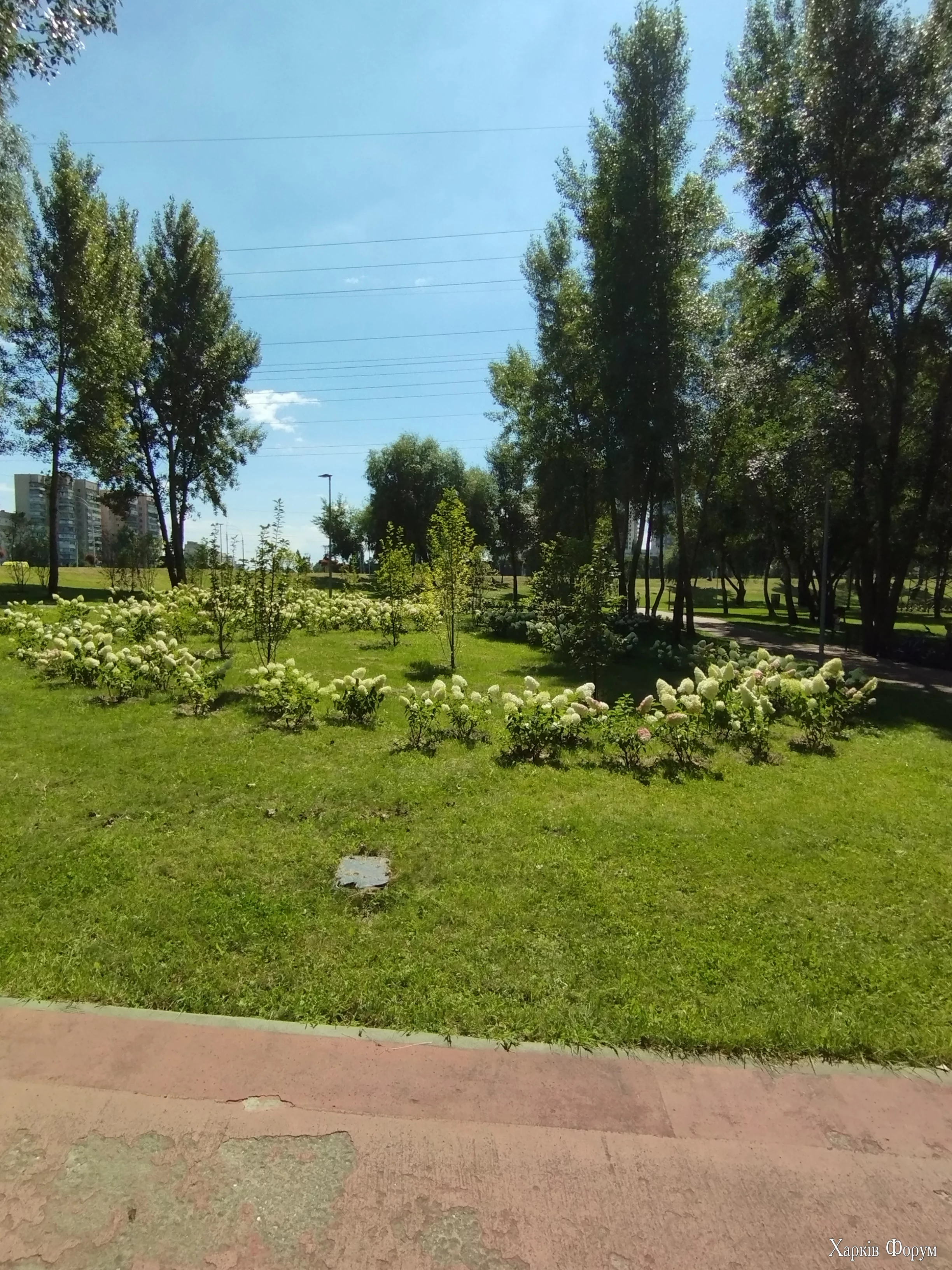 IMG_20250804_133251.webp