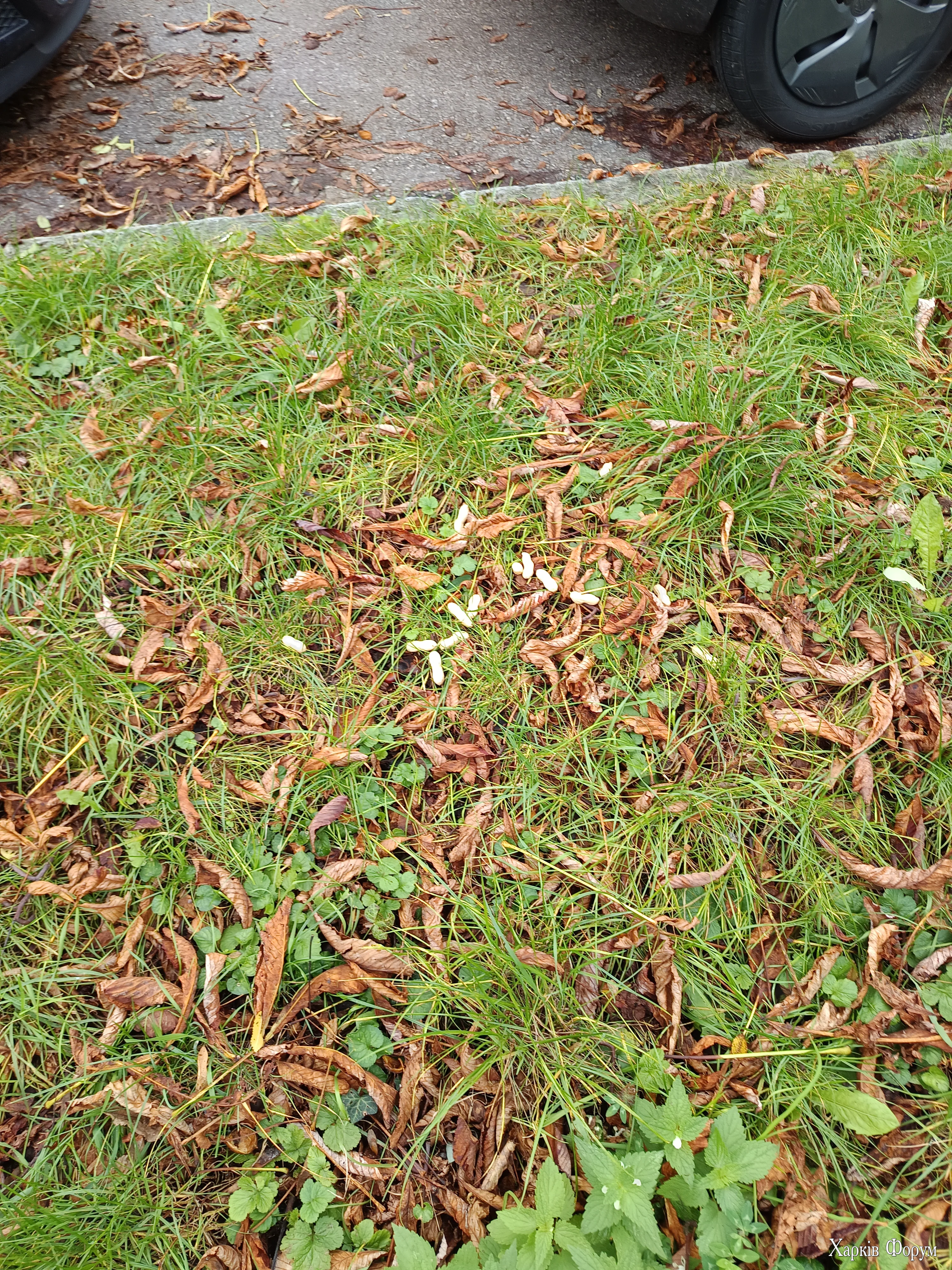 IMG_20251010_114127.webp