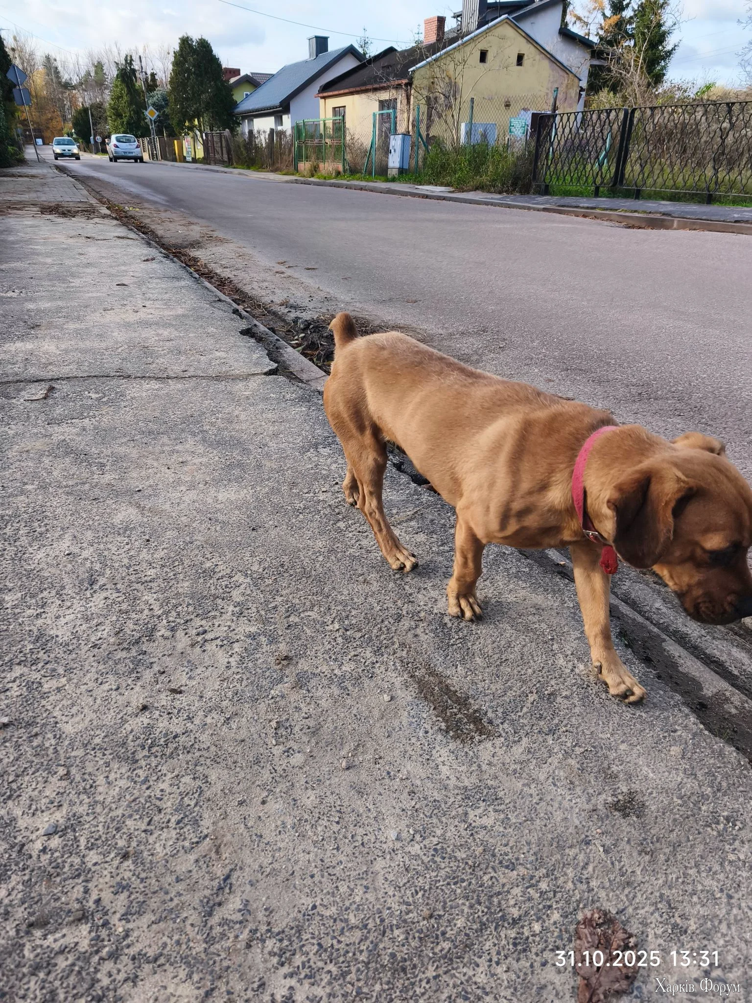 IMG_20251031_133129_compress95.webp IMG_20251031_133129_compress95.webp