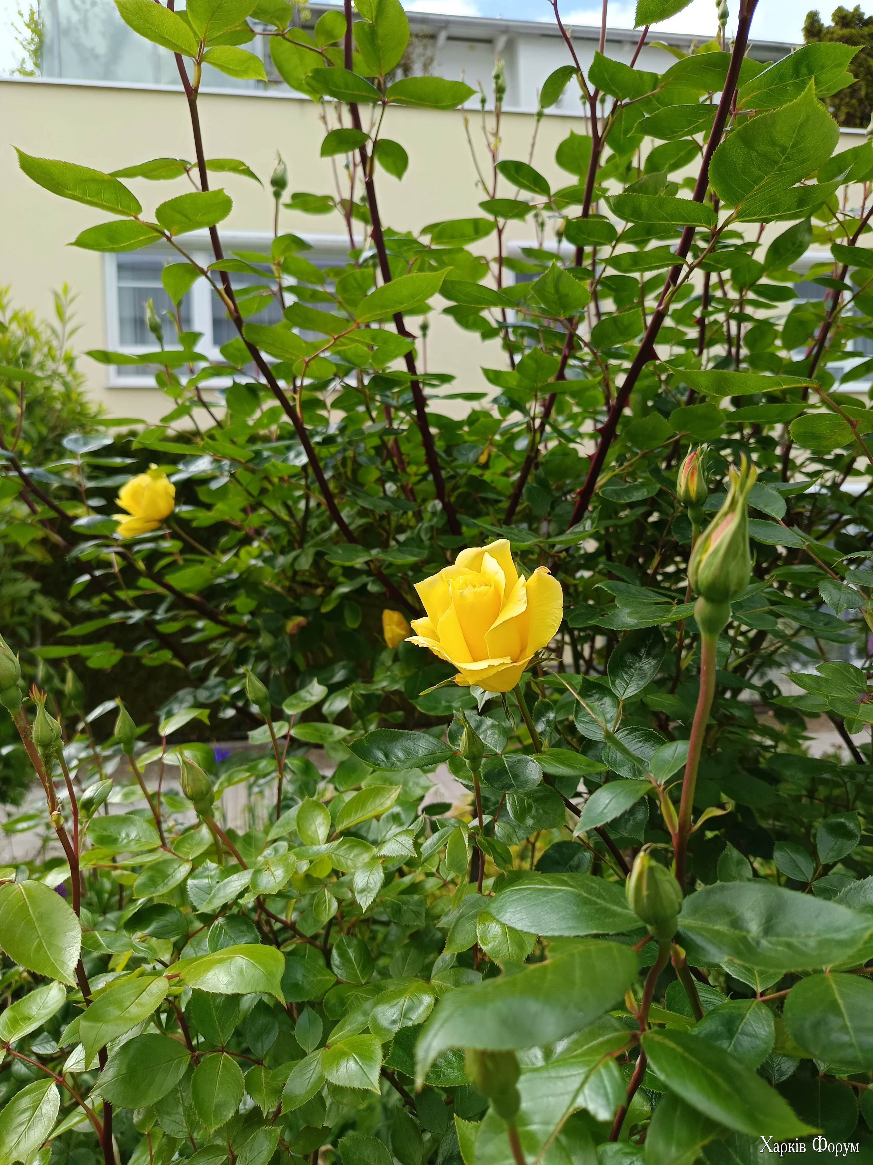 IMG_20260517_160809.webp