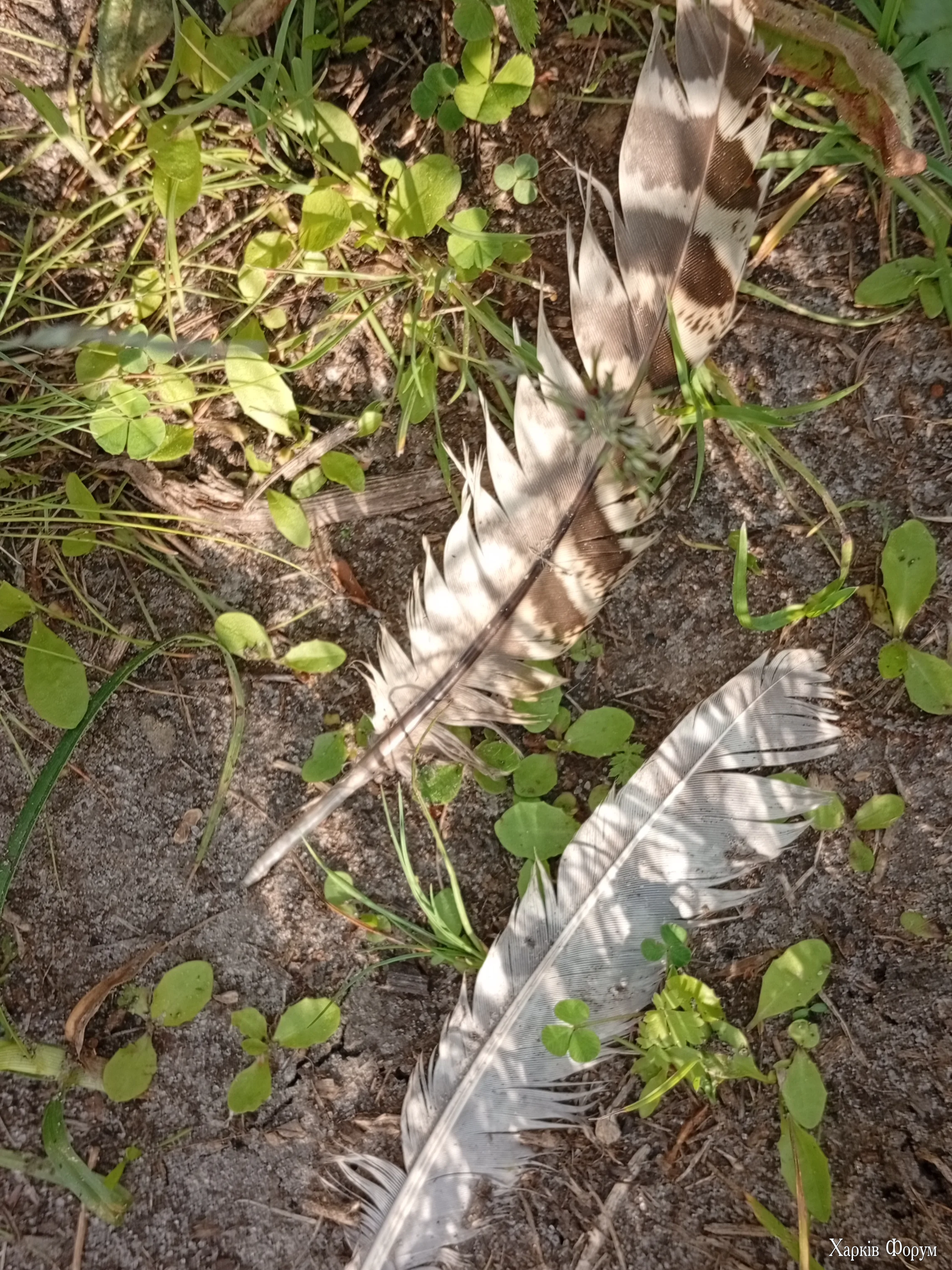IMG_20260517_200053.webp