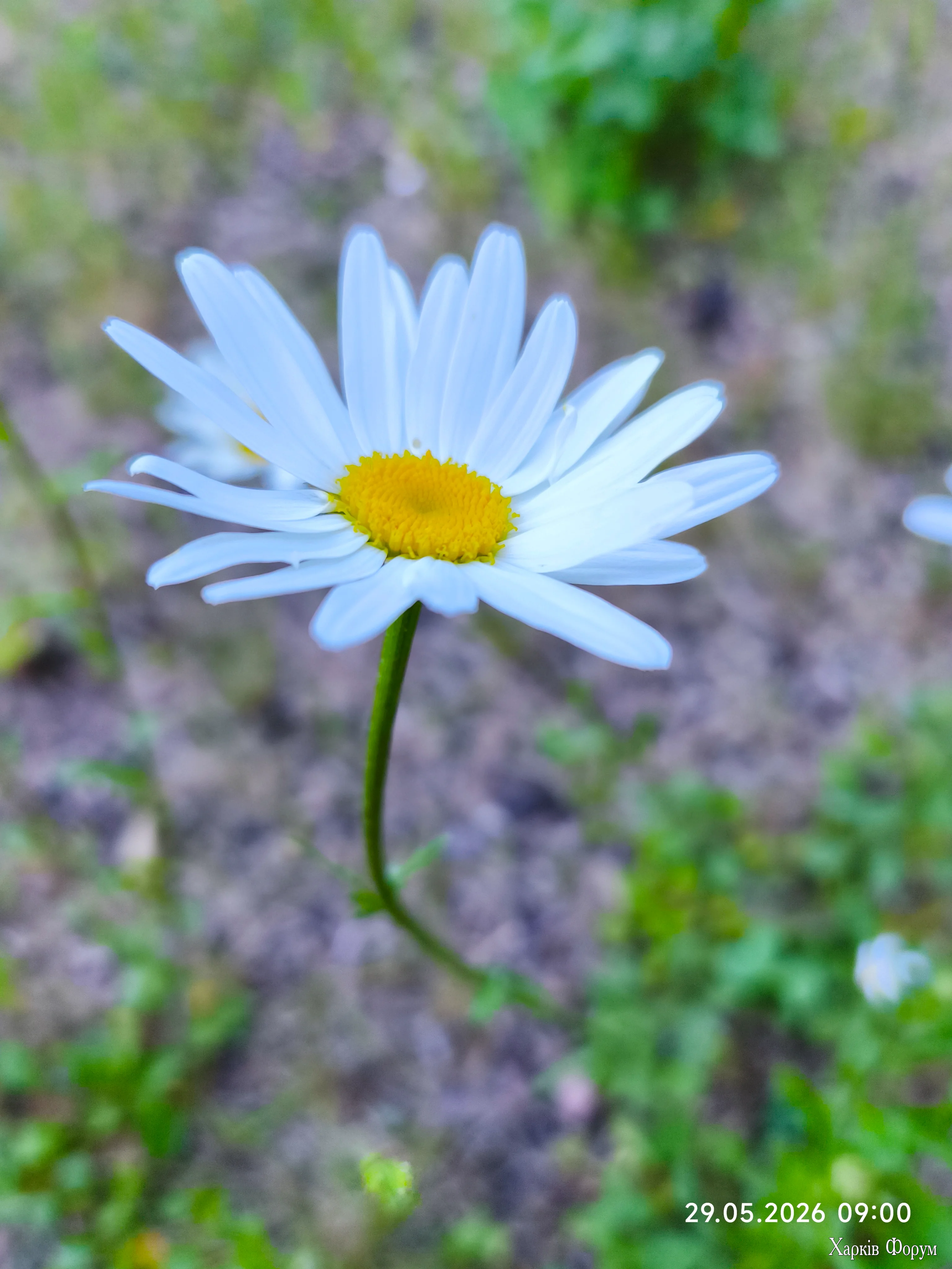 IMG_20260529_090006.webp