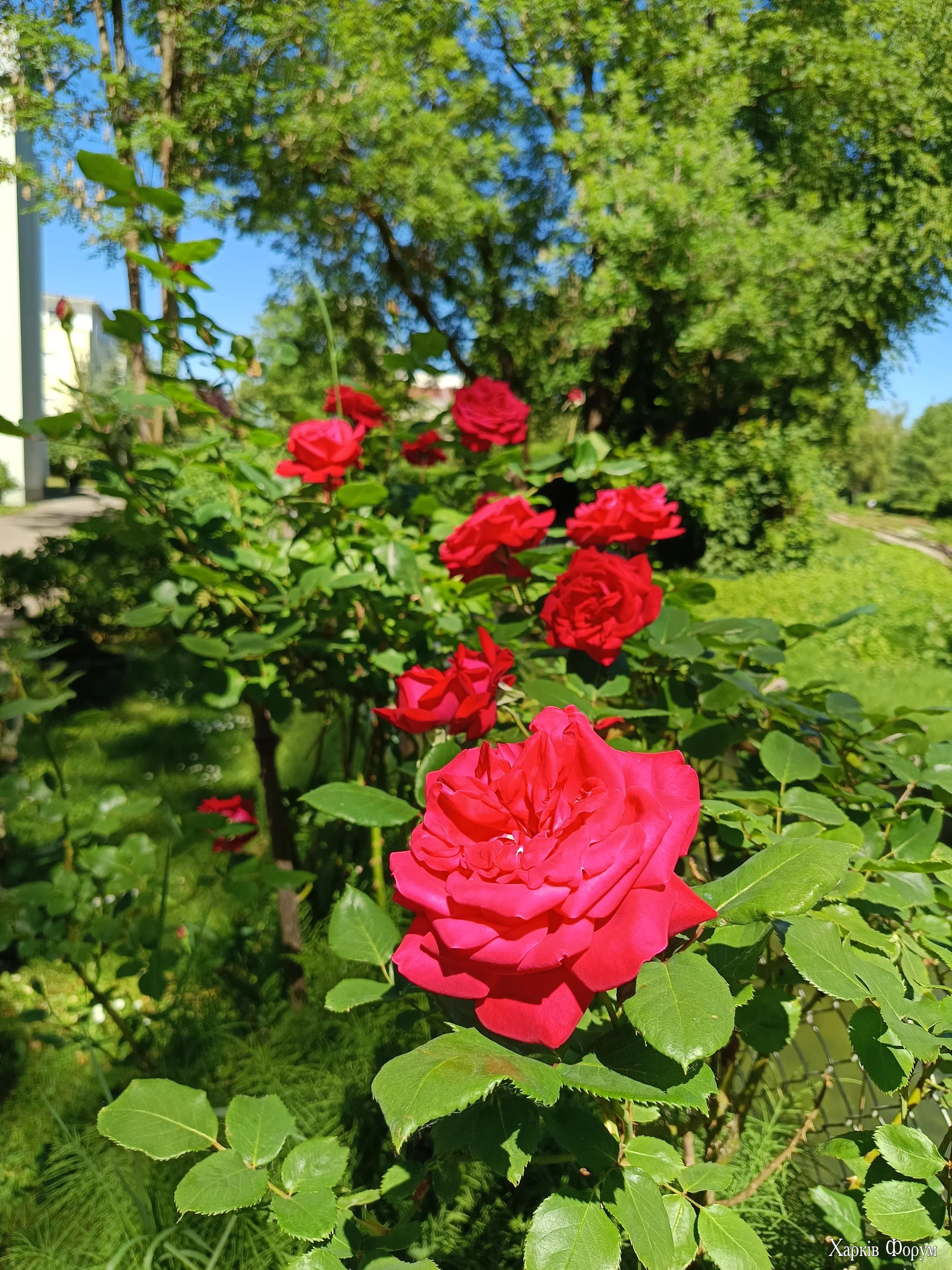 IMG_20260529_111353.webp