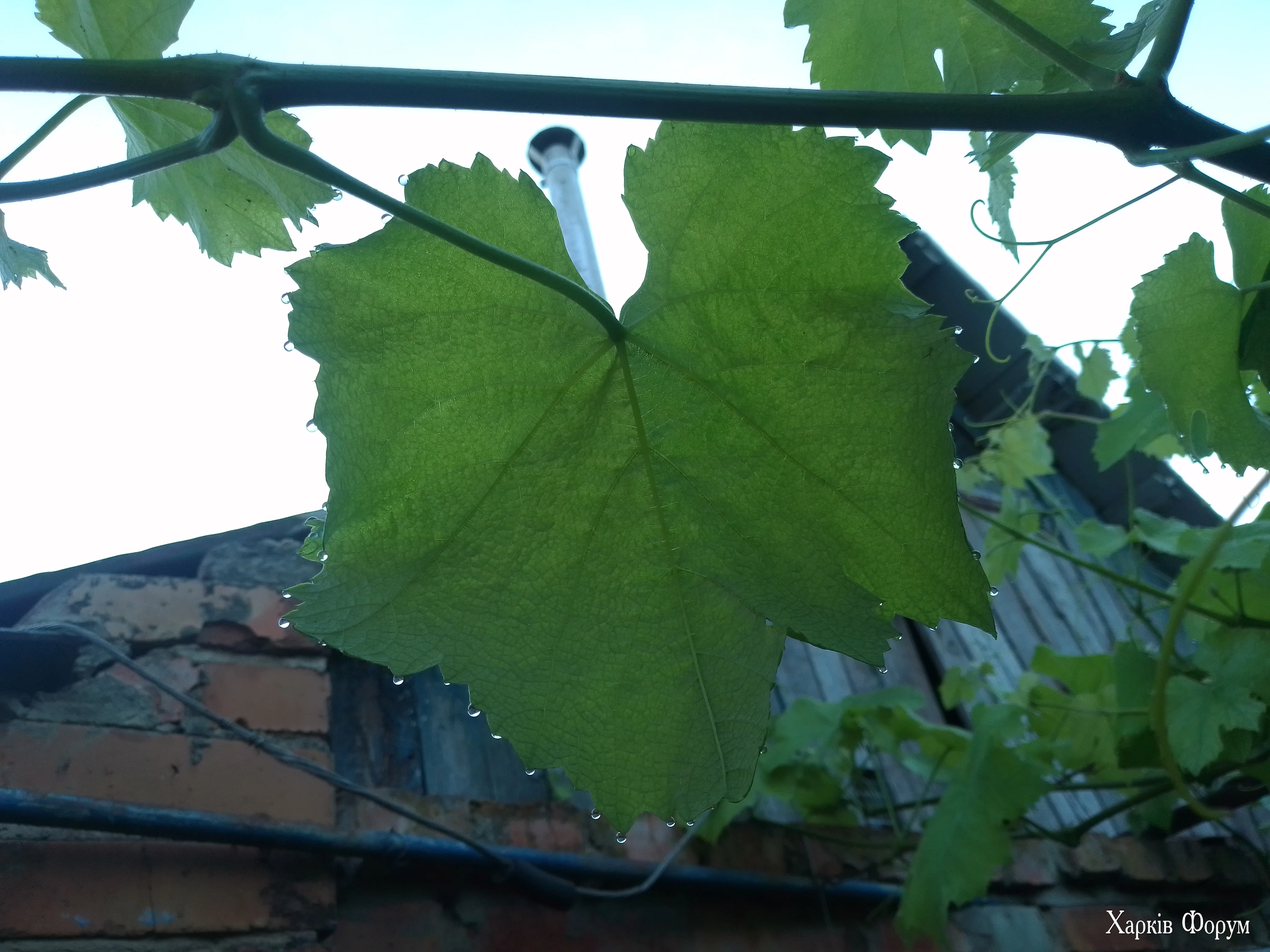 IMG_20260627_061352.webp