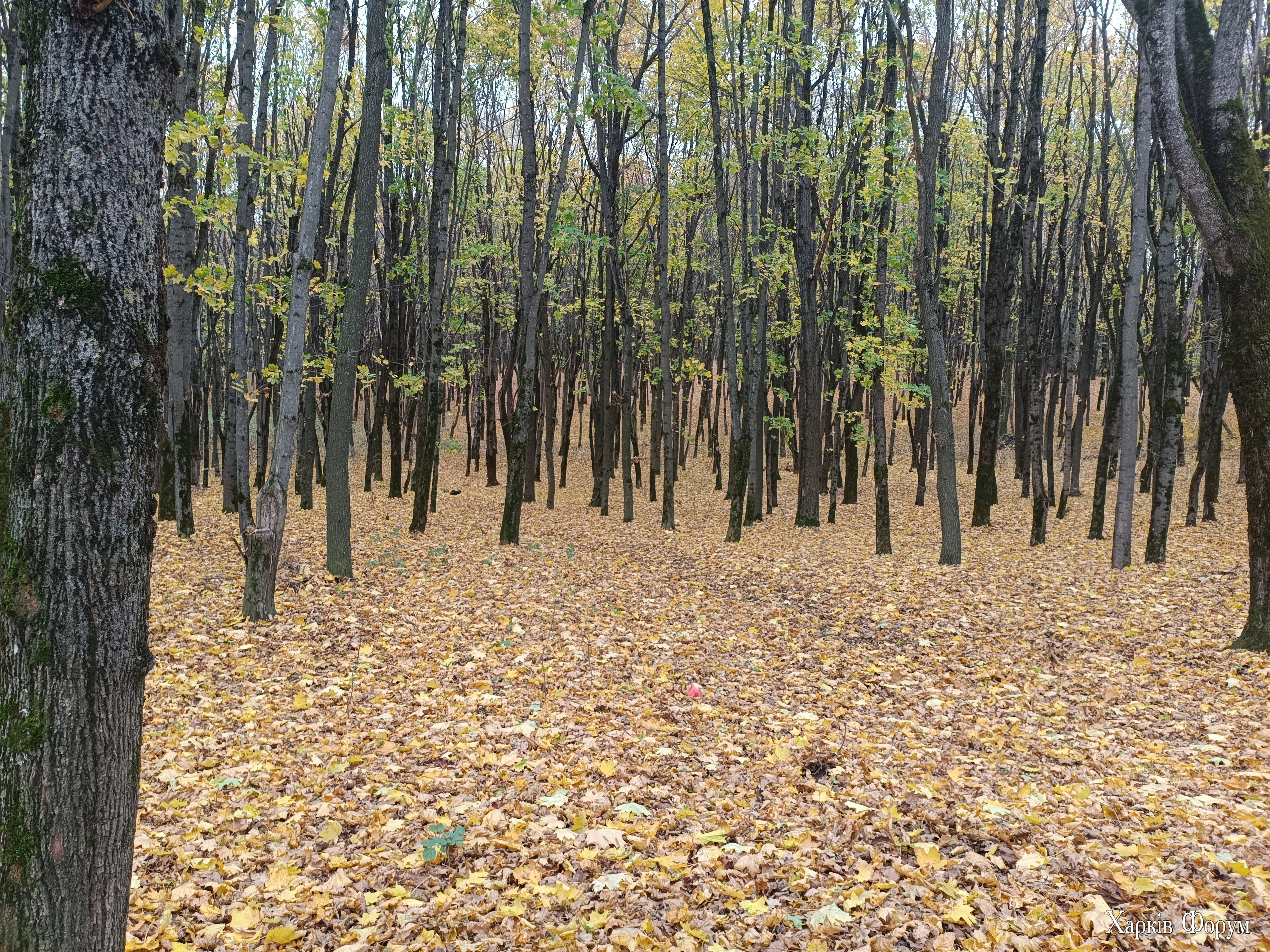 IMG_20261026_123127.webp