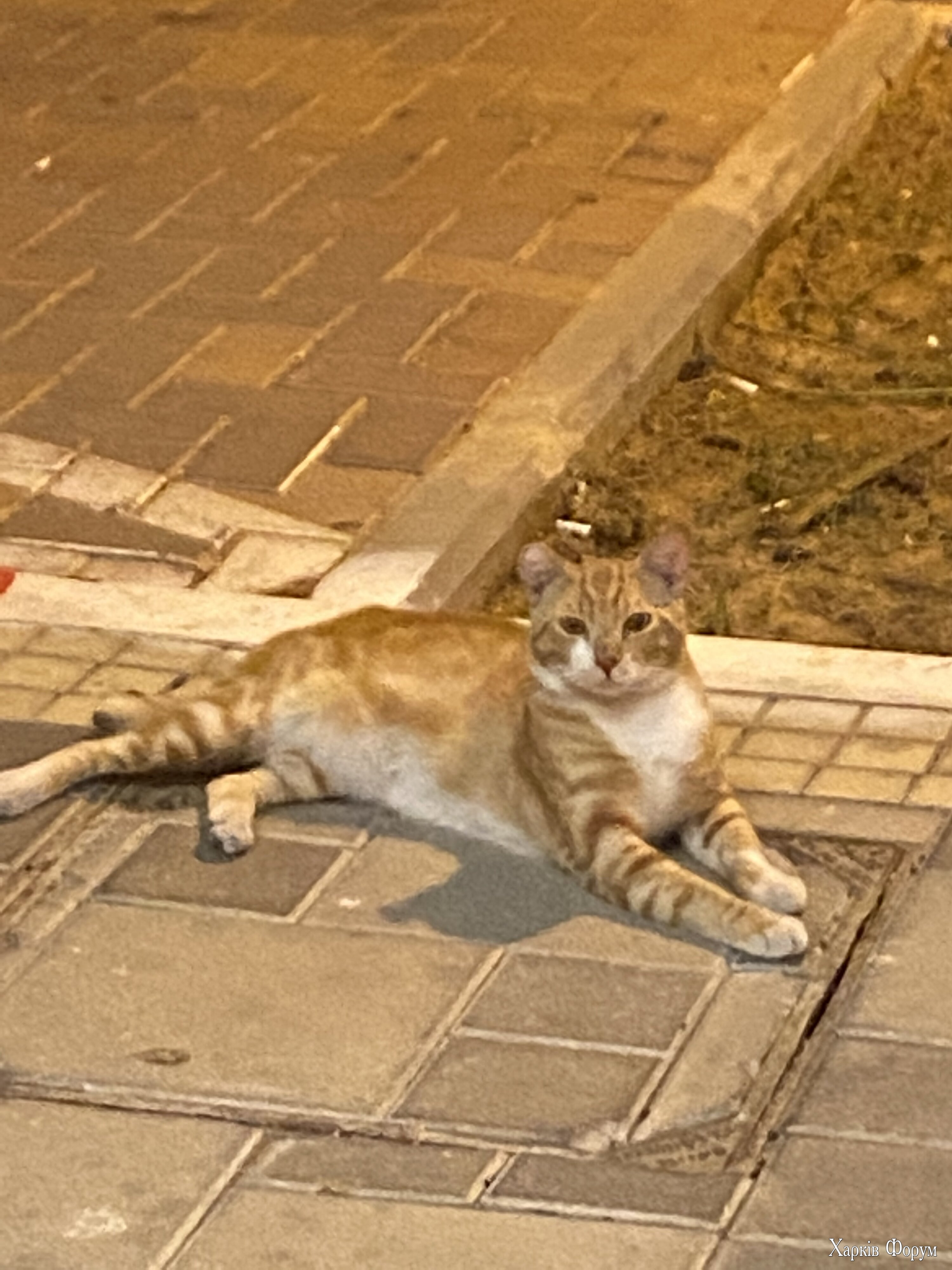 IMG_3603.jpeg