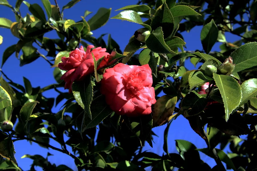 IMG_3814h.webp