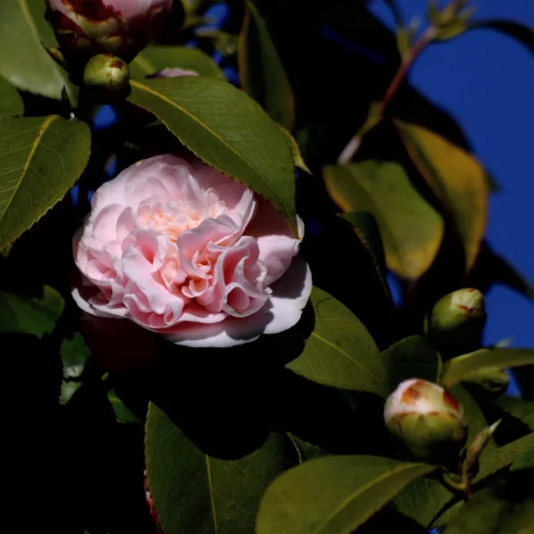 IMG_3845h.webp