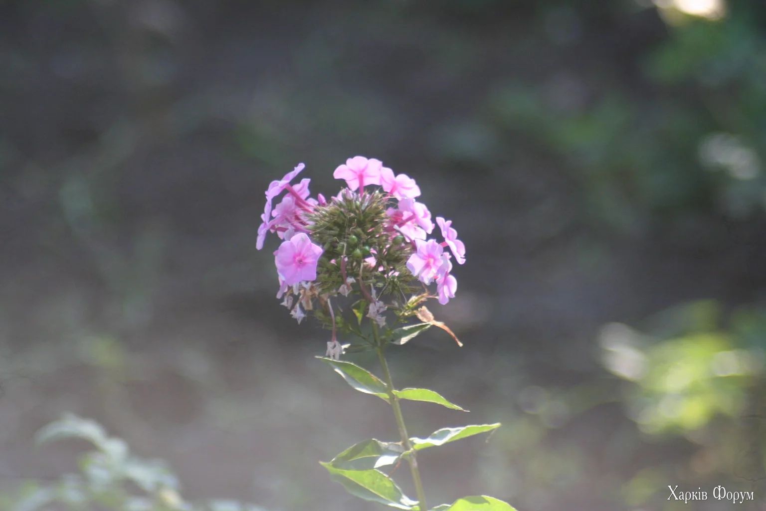 IMG_4470.webp