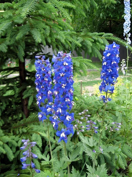 IMG_7036.webp