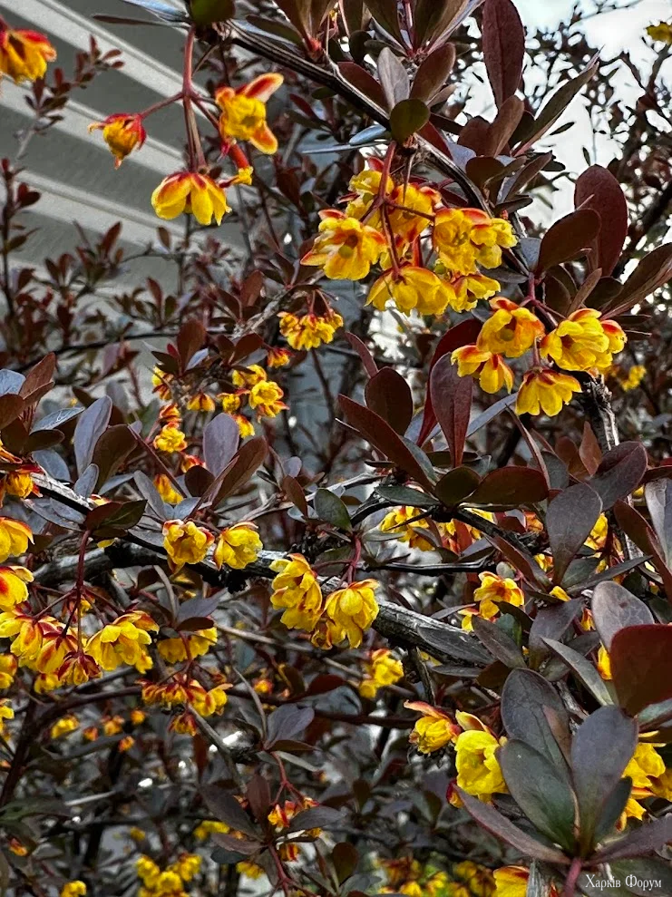 IMG_9534.webp