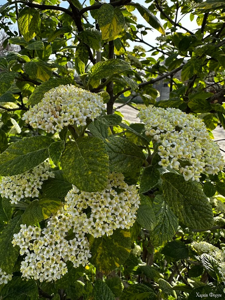 IMG_9539.webp