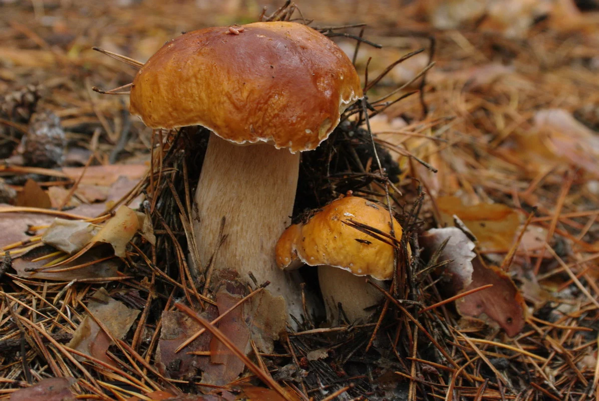 IMGP8321.webp