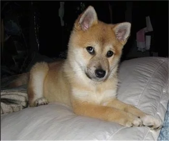 ImoInuStryder10weeks.webp