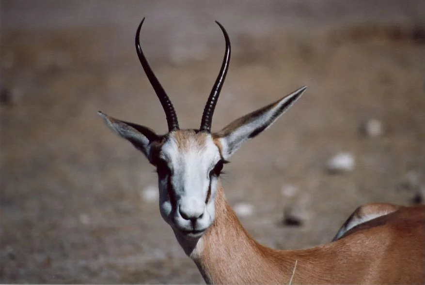 impala.webp