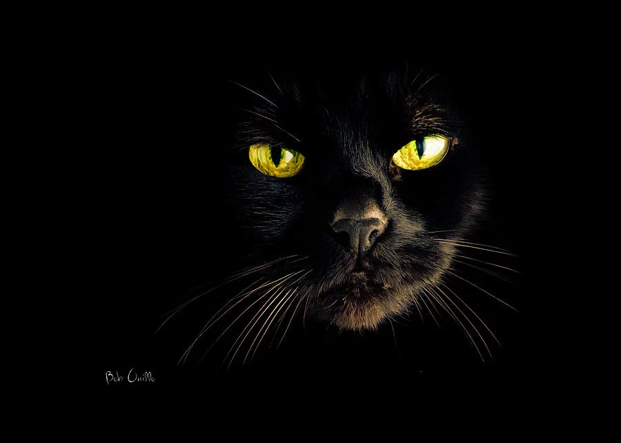 in-the-shadows-one-black-cat-bob-orsillo.webp