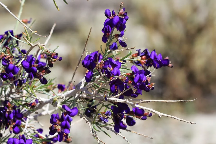 indigo-bush.webp
