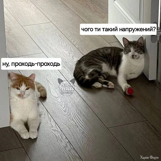  іноді ведуть себе як гопники у провулку.webp