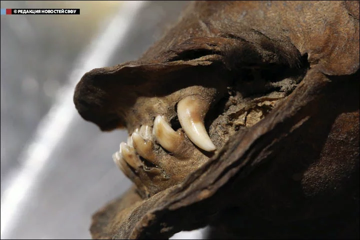 inside_teeth.webp