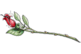 insm28168.gif