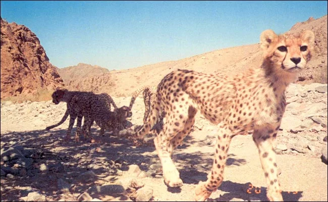 iranian_cheetahs1.webp