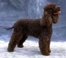Irish%20Water%20Spaniel1.webp
