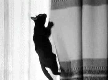 iv023-cat.webp