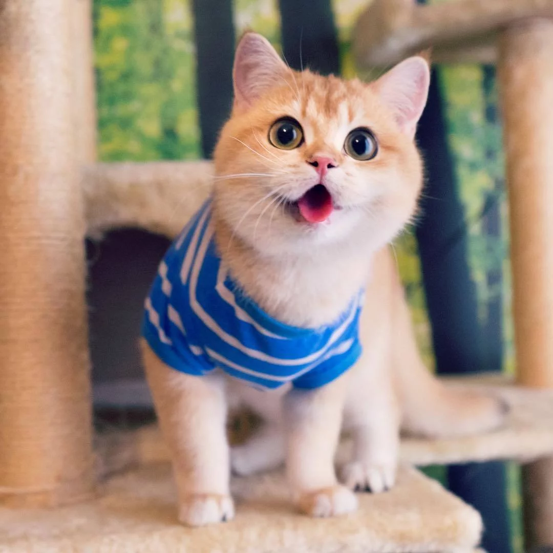 j0cgec.webp