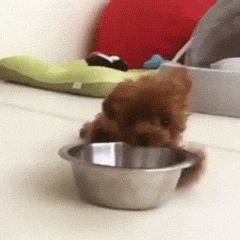 j4gjee.gif