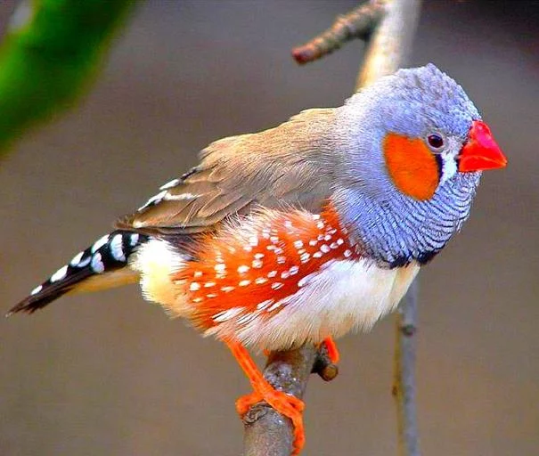 j5jfcc.webp