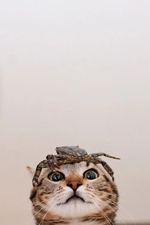 j5jffd.webp