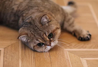j7gdga.webp