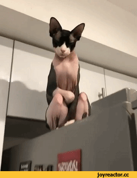 j9dhjf.gif