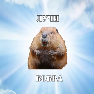 ja6edg.webp