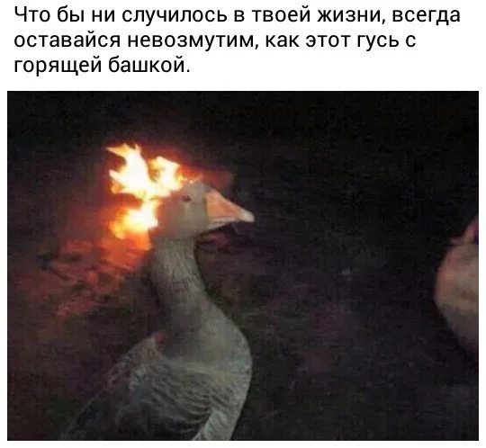 jcdf4f.webp