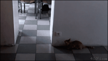 jceh7d.gif