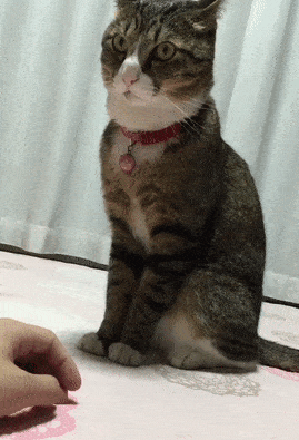 jcfc7c.gif