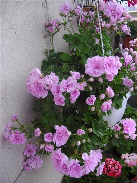 jd4cgh.webp
