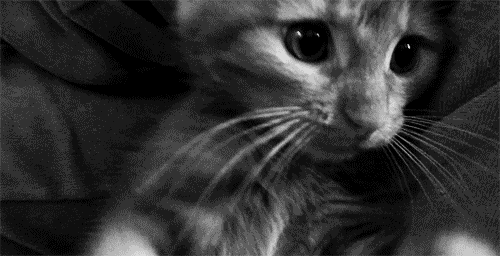 jdea6h.gif