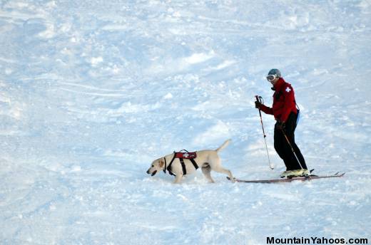 Jeanette_and_Oakley_Searching_w520.jpg