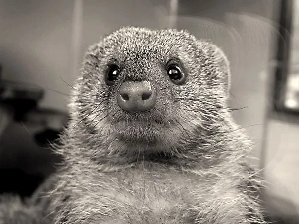jEHljGJqHQo.webp
