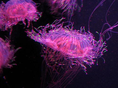jellyfish.webp