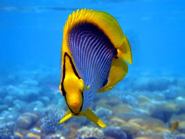 jf7adj.webp
