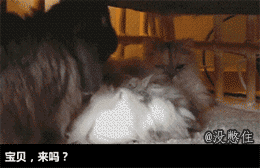 jfacj9.gif