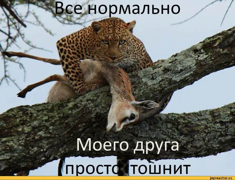 jfggj7.webp