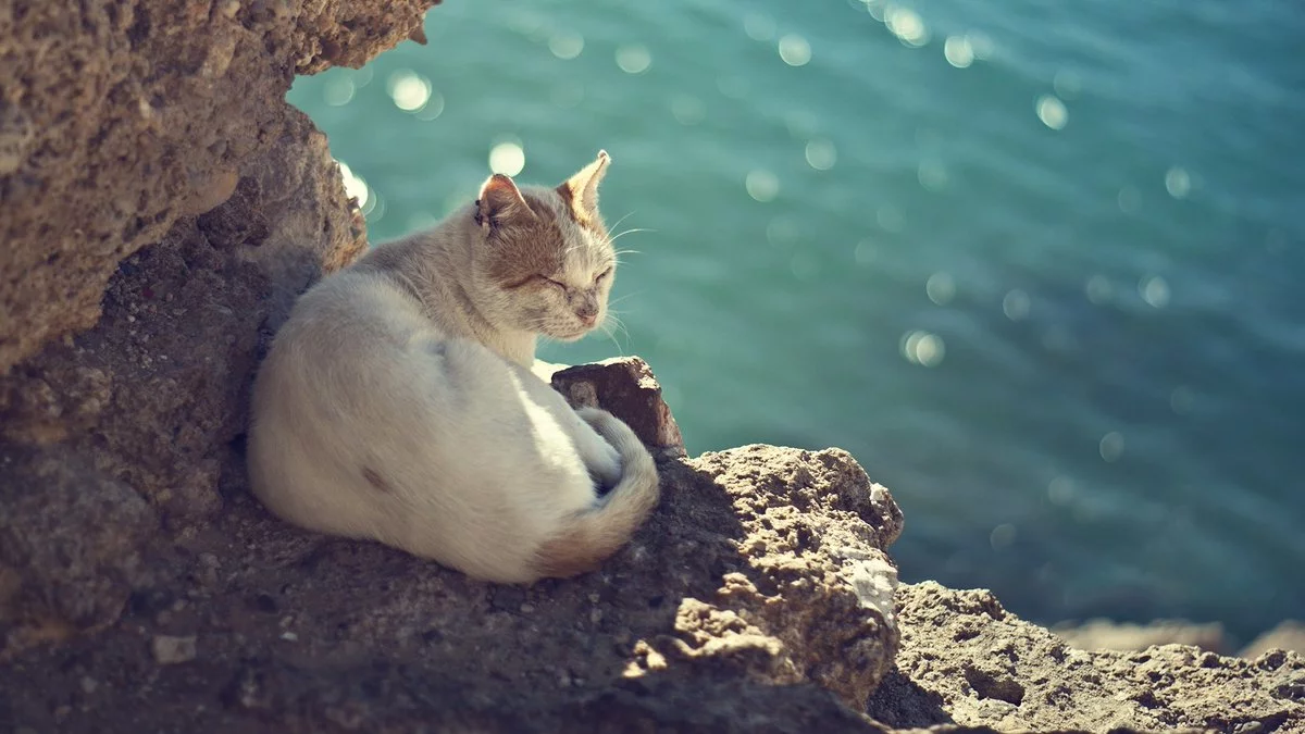 jfha9a.webp