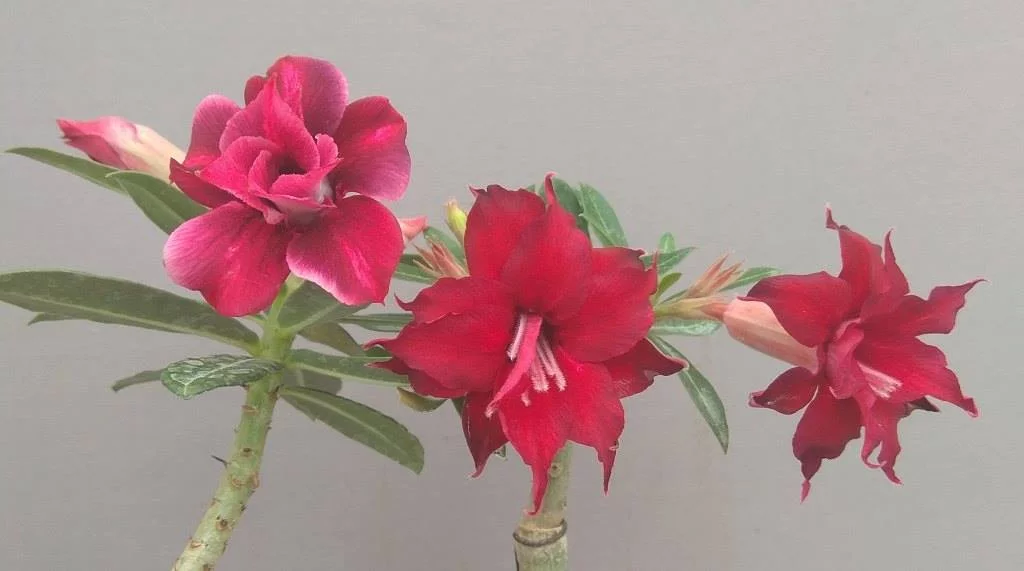 jgbg7h.webp