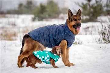 jgdje2.webp