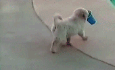 jgjb1g.gif